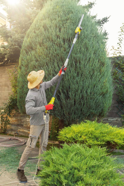 Best Tree Mulching  in Arbuckle, CA